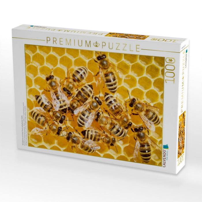 Honigbienen auf einer frisch aufgebauten Wabe. - CALVENDO Foto-Puzzle'