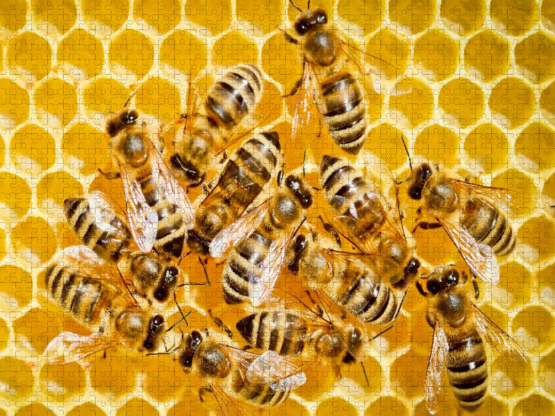 Honigbienen auf einer frisch aufgebauten Wabe. - CALVENDO Foto-Puzzle'