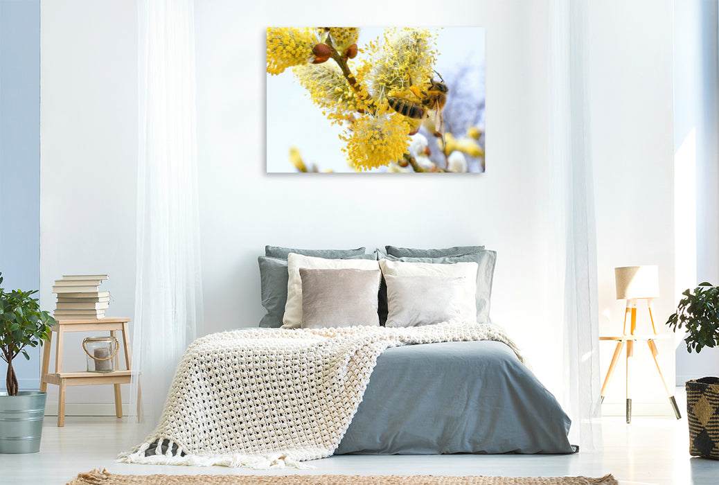 Premium Textil-Leinwand Premium Textil-Leinwand 120 cm x 80 cm quer Frühlingsbote - Honigbiene beim Bestäuben eines Weidenkätzchens.