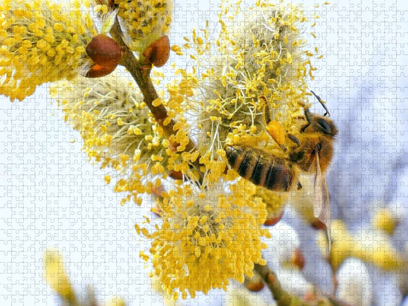 Frühlingsbote - Honigbiene beim Bestäuben eines Weidenkätzchens. - CALVENDO Foto-Puzzle'