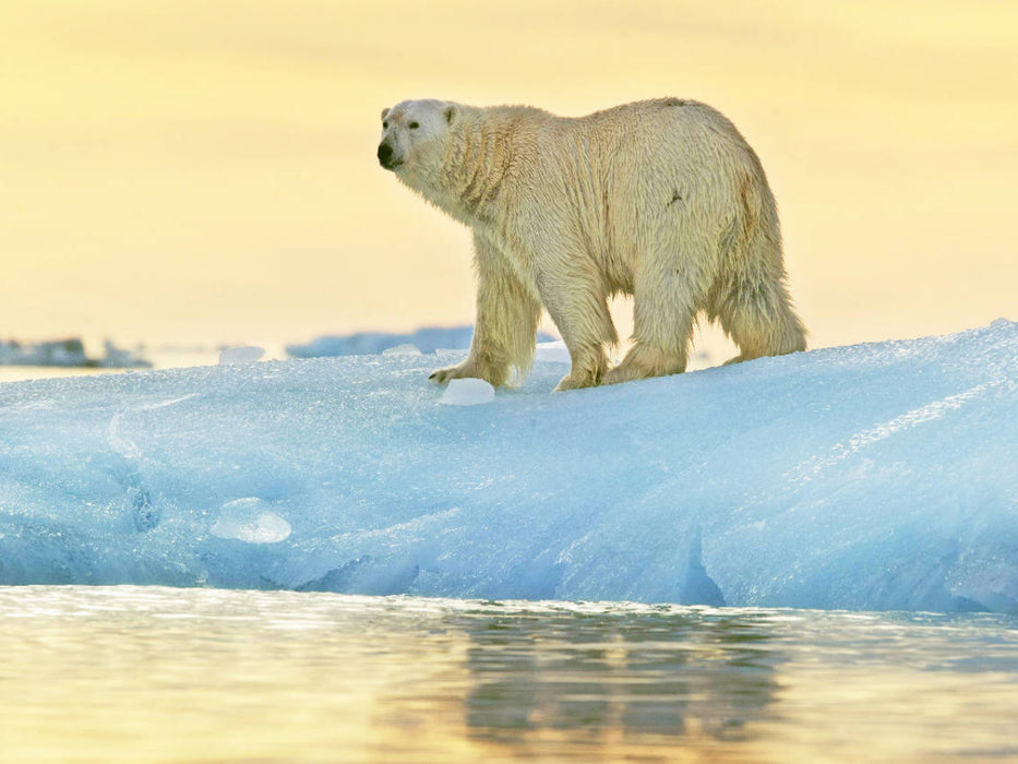 Prächtiger Eisbär vor einem leuchtenden Sonnenuntergang. - CALVENDO Foto-Puzzle'