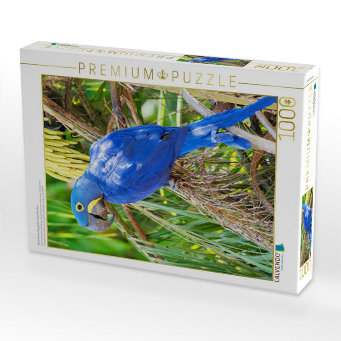 Farbenfrohe Papageien: Hyazinth-Ara. - CALVENDO Foto-Puzzle'