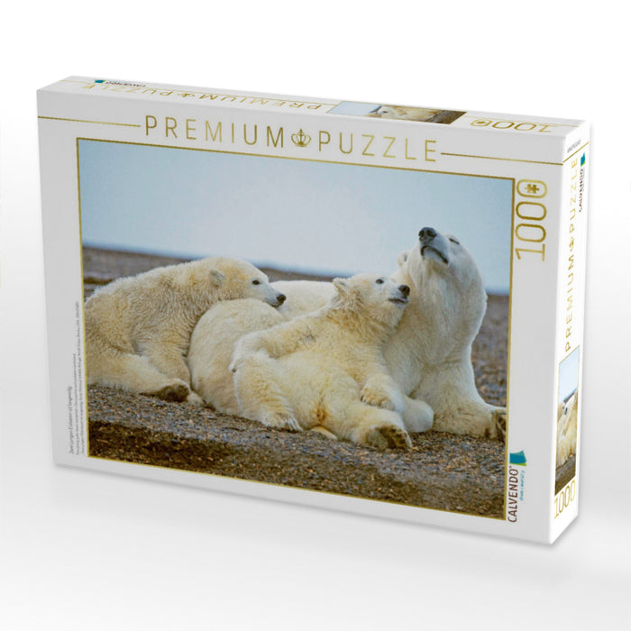 Zwei jungen Eisbären ist langweilig. - CALVENDO Foto-Puzzle'