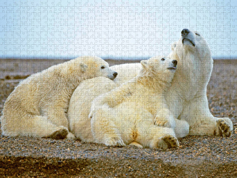 Zwei jungen Eisbären ist langweilig. - CALVENDO Foto-Puzzle'