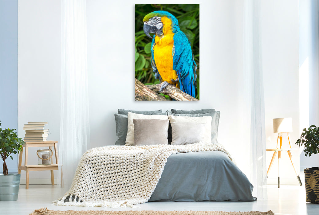Premium Textil-Leinwand Premium Textil-Leinwand 80 cm x 120 cm  hoch Farbenfrohe Papageien: Gelbbrust-Ara.