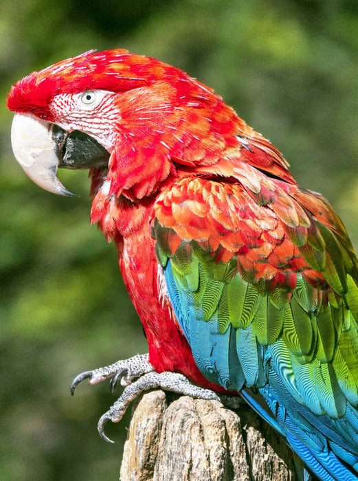 Farbenfrohe Papageien: Grünflügel-Ara. - CALVENDO Foto-Puzzle'