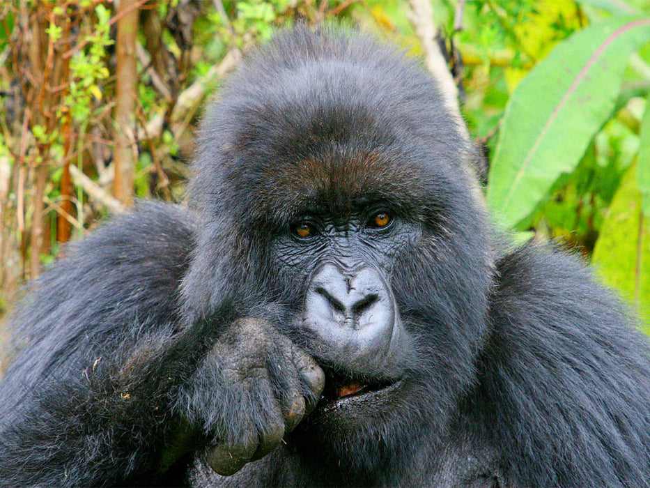 Fressende Berggorilla-Dame, Ruanda - CALVENDO Foto-Puzzle'