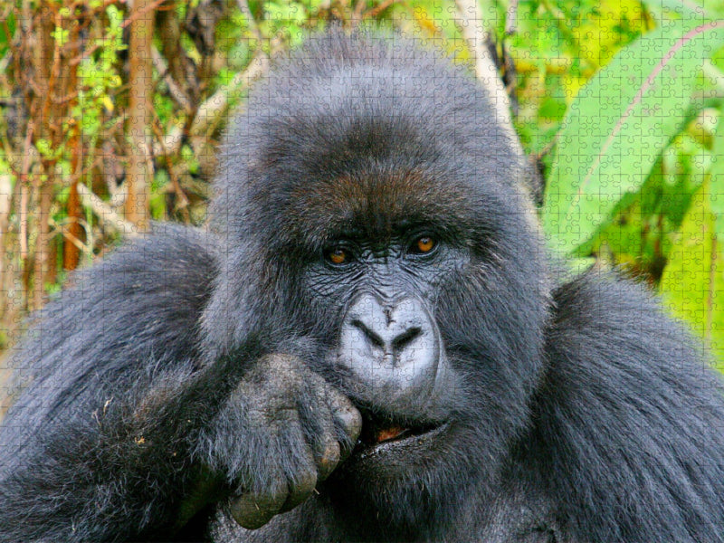 Fressende Berggorilla-Dame, Ruanda - CALVENDO Foto-Puzzle'