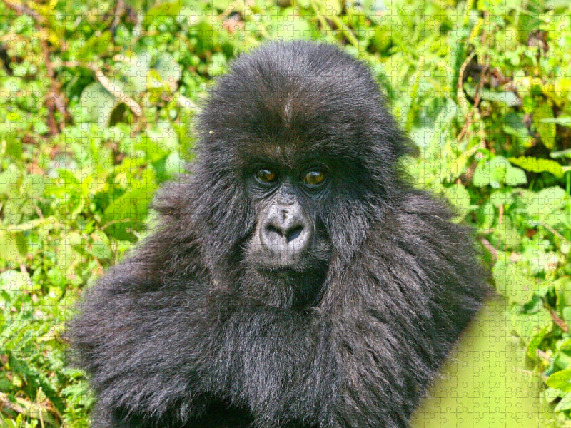 Berggorilla-Kind, Ruanda - CALVENDO Foto-Puzzle'