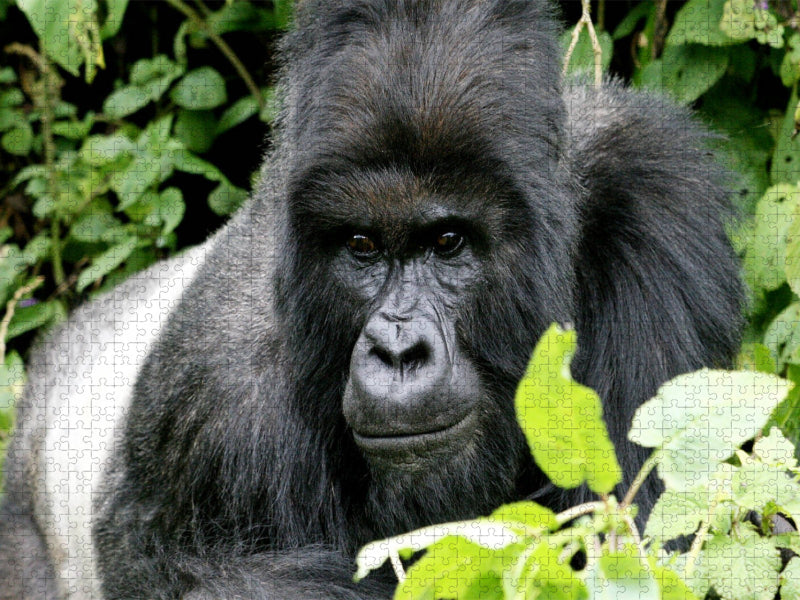 Berggorillas - Immer wachsam sein - CALVENDO Foto-Puzzle'