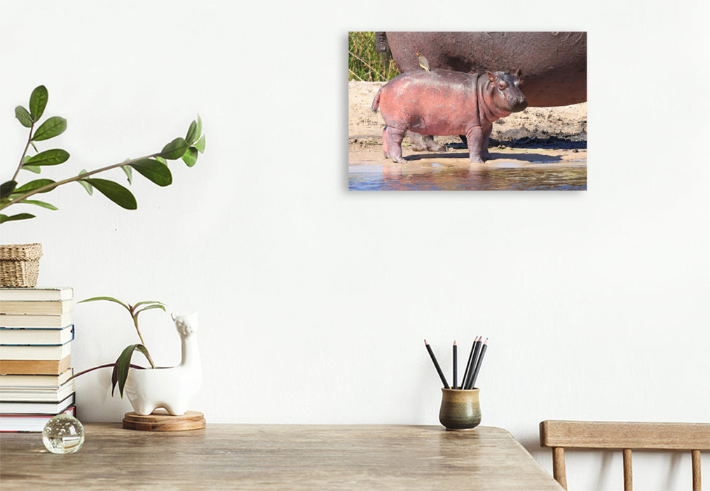 Premium textile canvas Premium textile canvas 120 cm x 80 cm landscape Buffalo Core Area, Caprivi, Namibia 