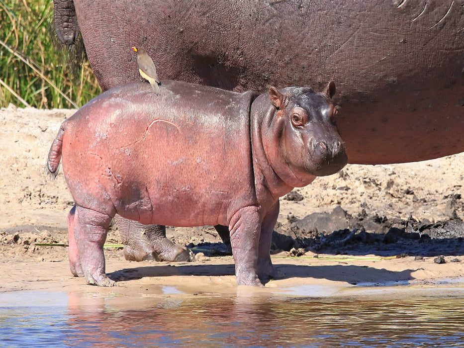 Buffalo Core Area, Caprivi, Namibia - CALVENDO Foto-Puzzle'
