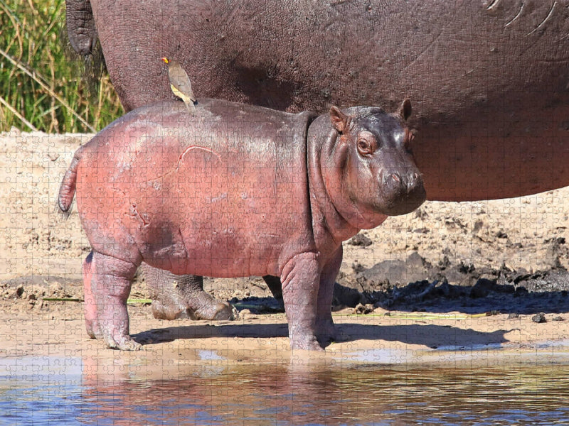 Buffalo Core Area, Caprivi, Namibia - CALVENDO Foto-Puzzle'