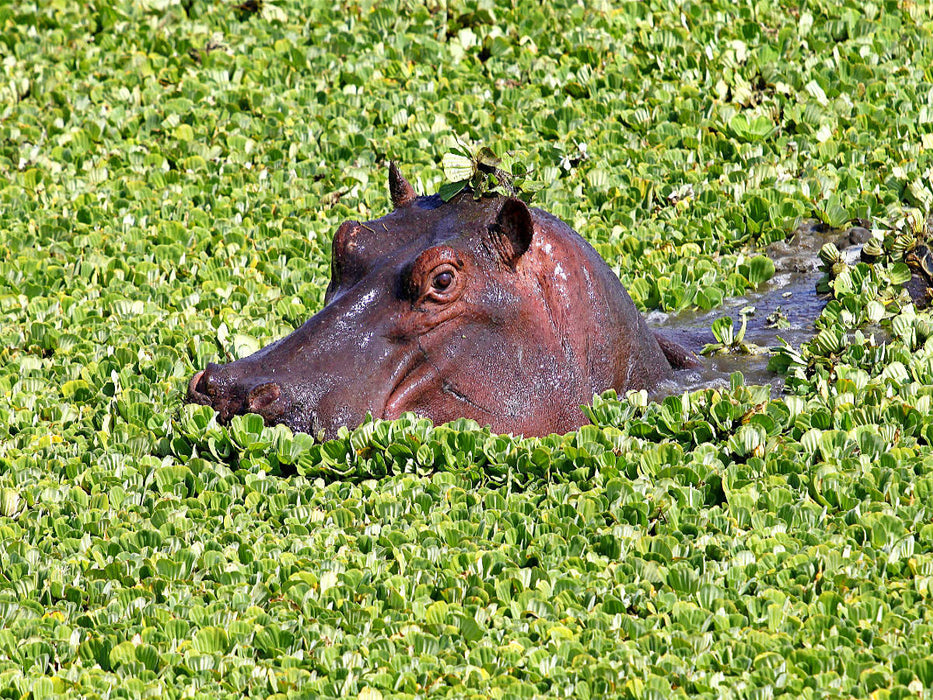 Masai Mara, Kenia - CALVENDO Foto-Puzzle'