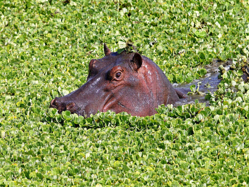 Masai Mara, Kenia - CALVENDO Foto-Puzzle'
