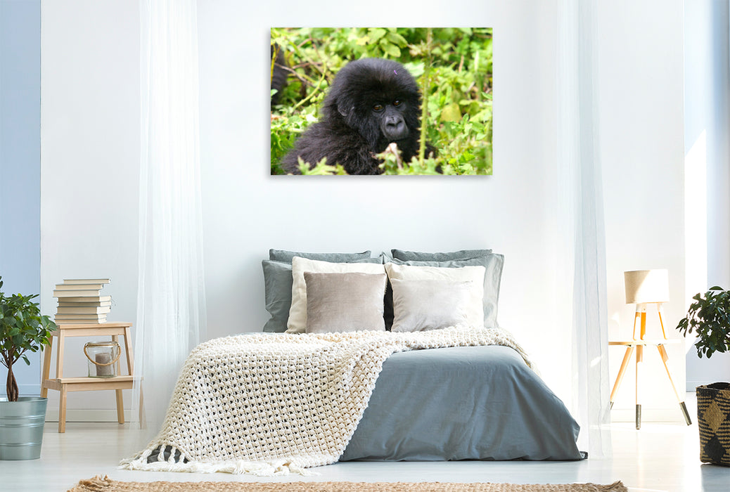 Premium textile canvas Premium textile canvas 120 cm x 80 cm landscape mountain gorilla in Rwanda 