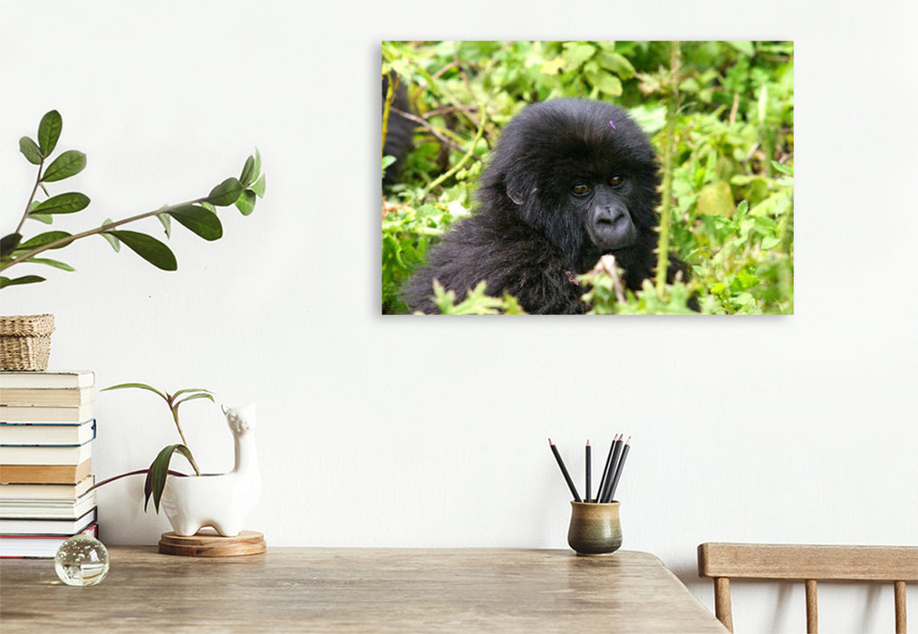 Premium textile canvas Premium textile canvas 120 cm x 80 cm landscape mountain gorilla in Rwanda 