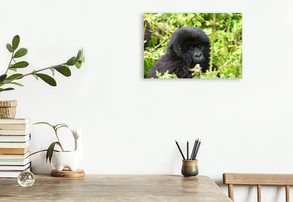 Premium textile canvas Premium textile canvas 120 cm x 80 cm landscape mountain gorilla in Rwanda 