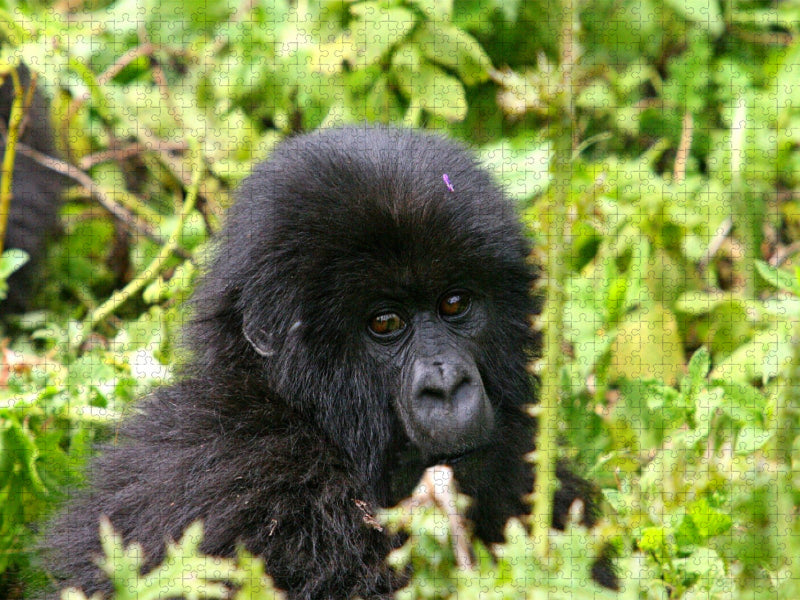 Berggorilla in Ruanda - CALVENDO Foto-Puzzle'