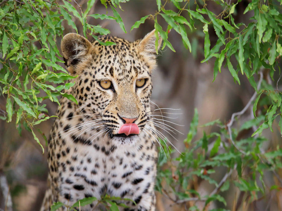 Junger Leopard - CALVENDO Foto-Puzzle'