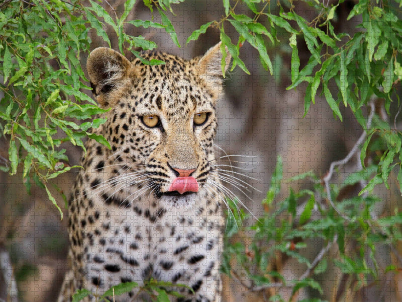 Junger Leopard - CALVENDO Foto-Puzzle'