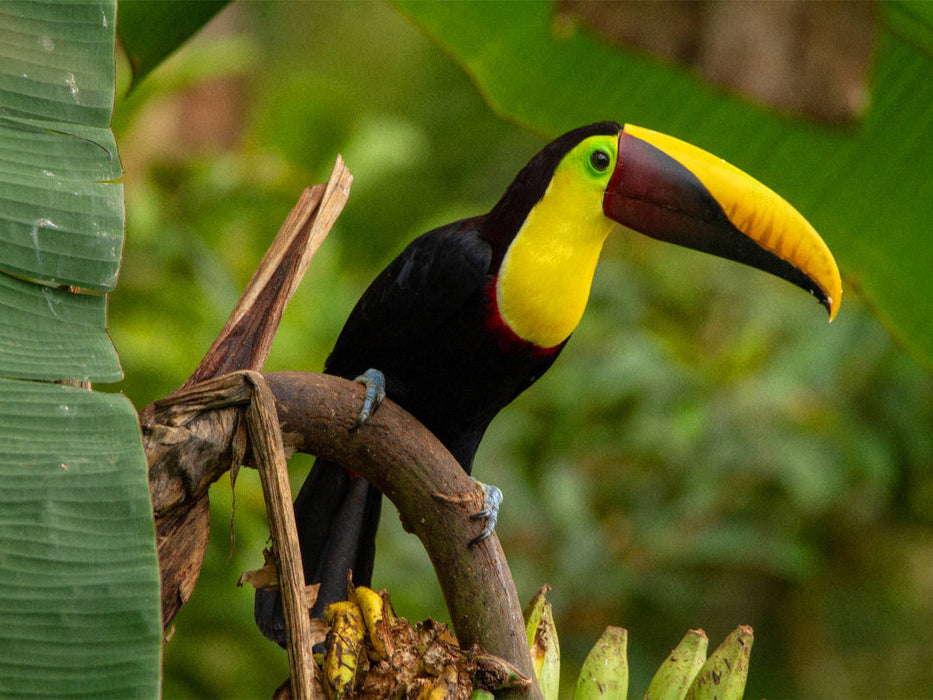 Leuchtender Goldkehltukan im Regenwald - CALVENDO Foto-Puzzle'