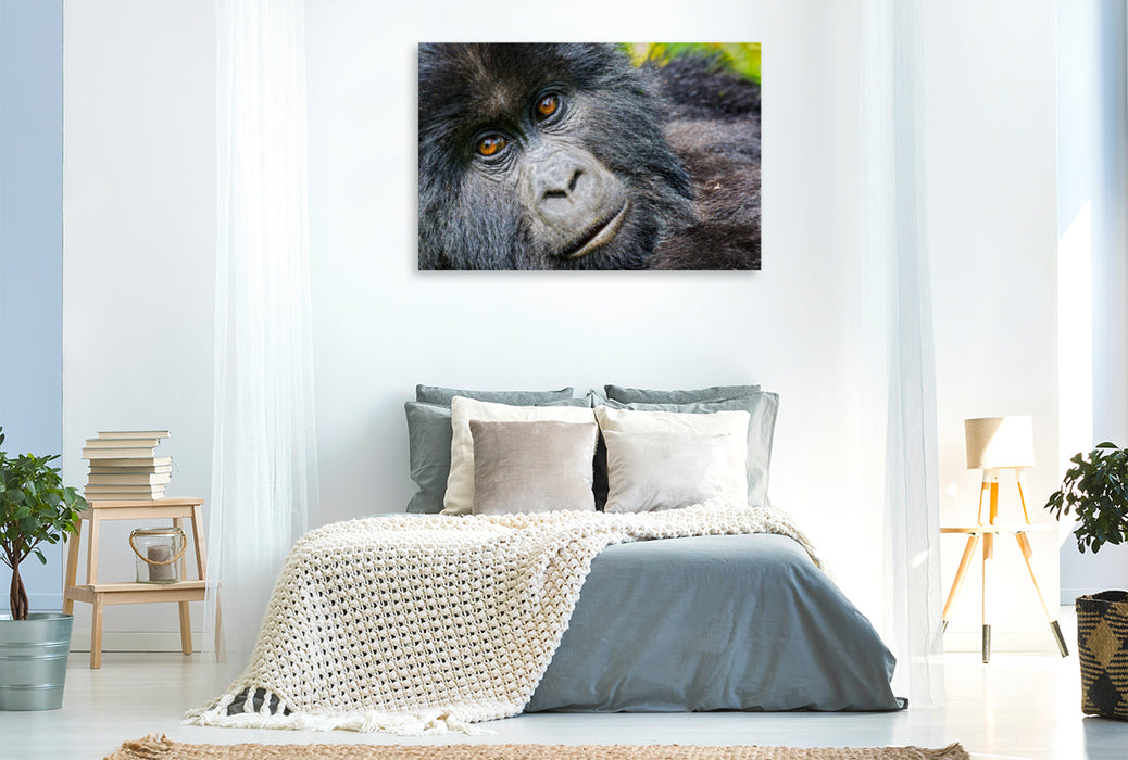 Premium Textil-Leinwand Premium Textil-Leinwand 120 cm x 80 cm quer Junger Berggorilla (gorilla beringei beringei) , Ruanda