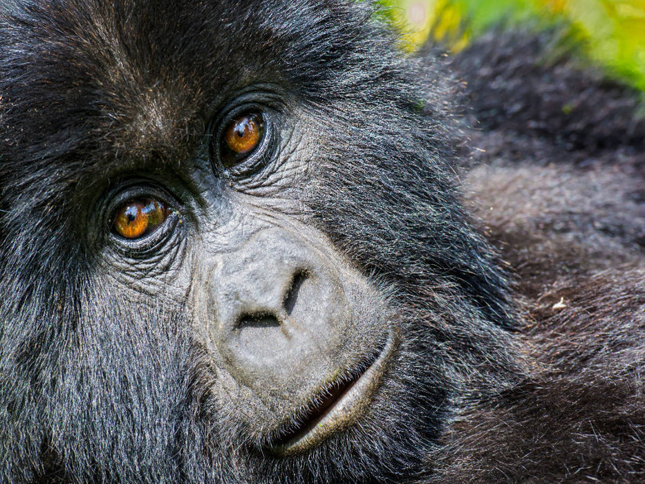 Junger Berggorilla (gorilla beringei beringei) , Ruanda - CALVENDO Foto-Puzzle'