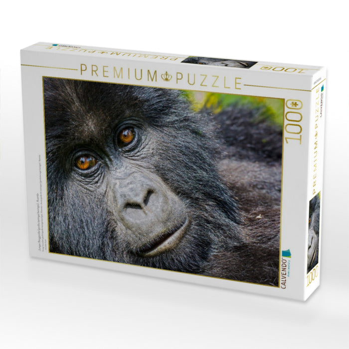 Junger Berggorilla (gorilla beringei beringei) , Ruanda - CALVENDO Foto-Puzzle'