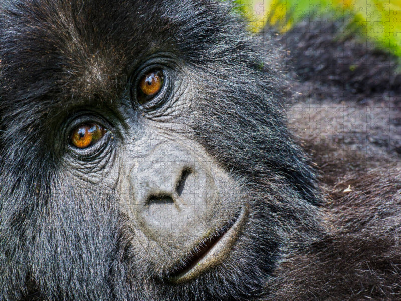 Junger Berggorilla (gorilla beringei beringei) , Ruanda - CALVENDO Foto-Puzzle'