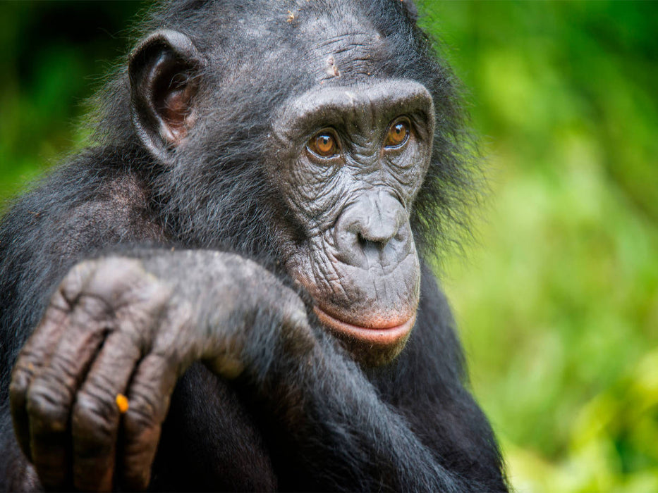Bonobo (Pan paniscus), DR Kongo - CALVENDO Foto-Puzzle'