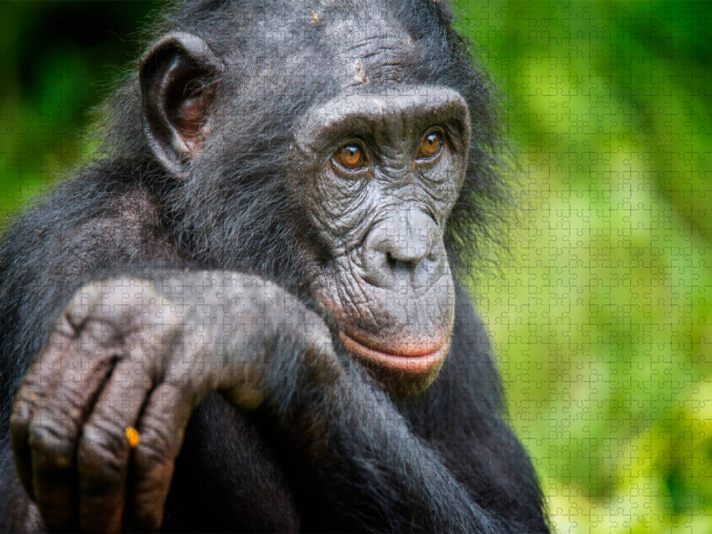 Bonobo (Pan paniscus), DR Kongo - CALVENDO Foto-Puzzle'