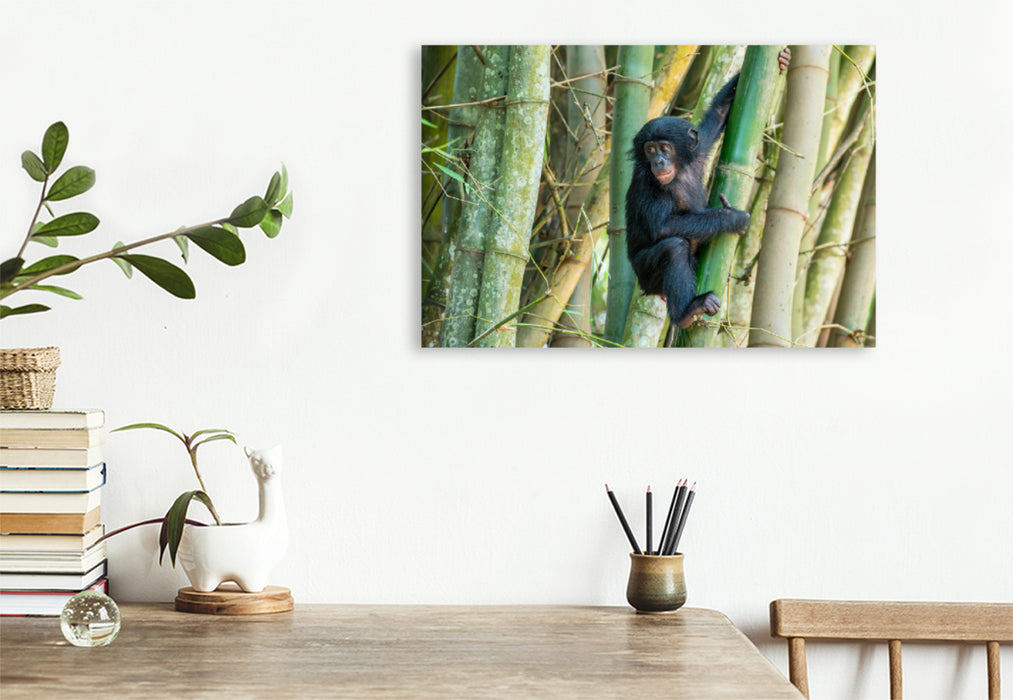 Premium Textil-Leinwand Premium Textil-Leinwand 120 cm x 80 cm quer Junger Bonobo (Pan paniscus), DR Kongo