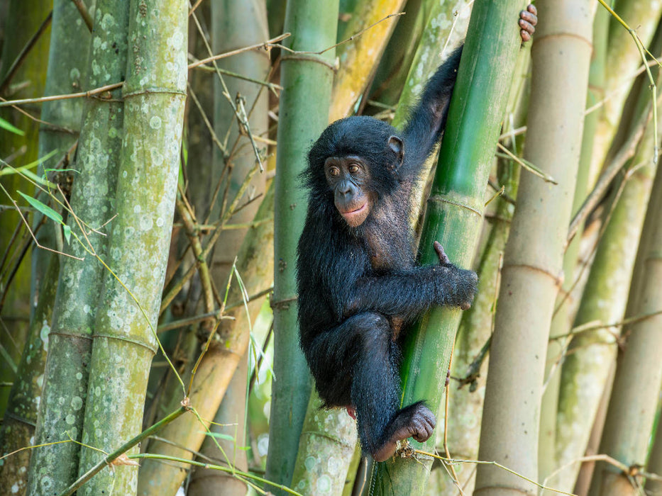 Junger Bonobo (Pan paniscus), DR Kongo - CALVENDO Foto-Puzzle'