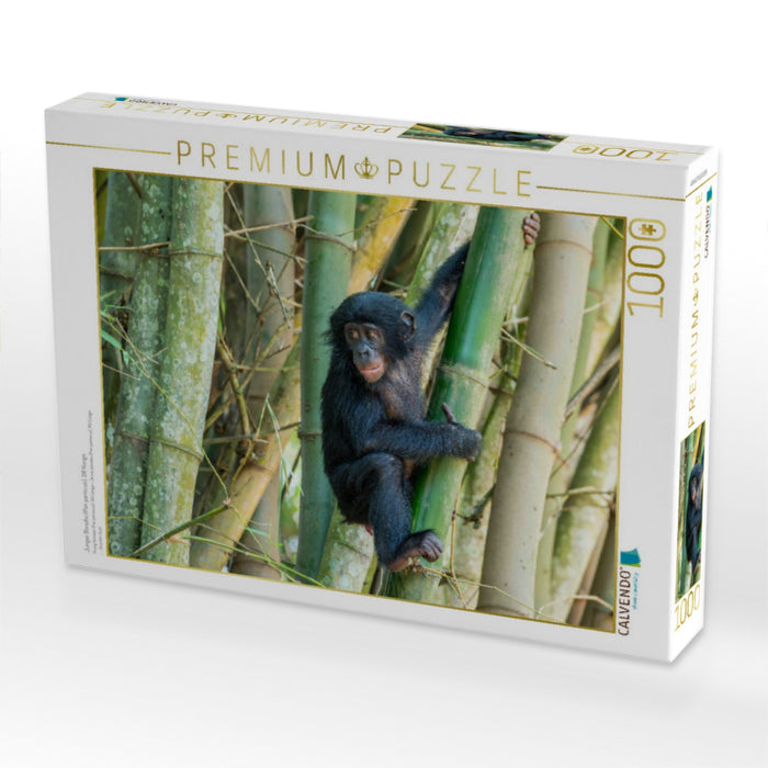 Junger Bonobo (Pan paniscus), DR Kongo - CALVENDO Foto-Puzzle'