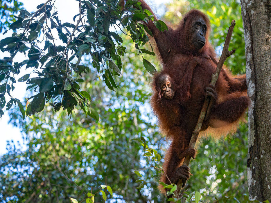 Orang-Utan Familie (Pongo pygmaeus), Borneo - CALVENDO Foto-Puzzle'