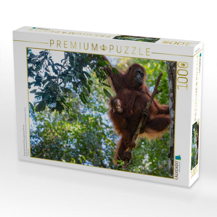 Orang-Utan Familie (Pongo pygmaeus), Borneo - CALVENDO Foto-Puzzle'