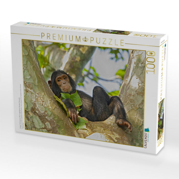 Junger Schimpanse (Pan troglodytes), Gombe/Tanzania - CALVENDO Foto-Puzzle'