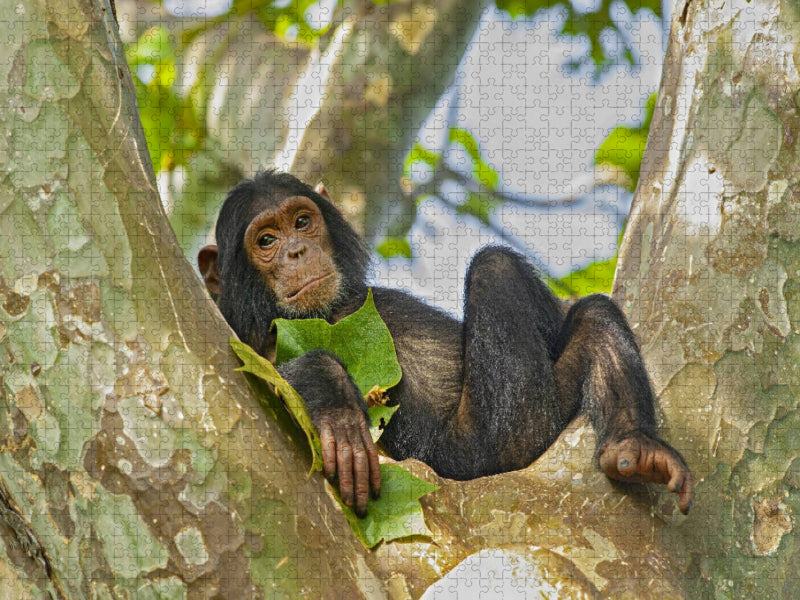 Junger Schimpanse (Pan troglodytes), Gombe/Tanzania - CALVENDO Foto-Puzzle'