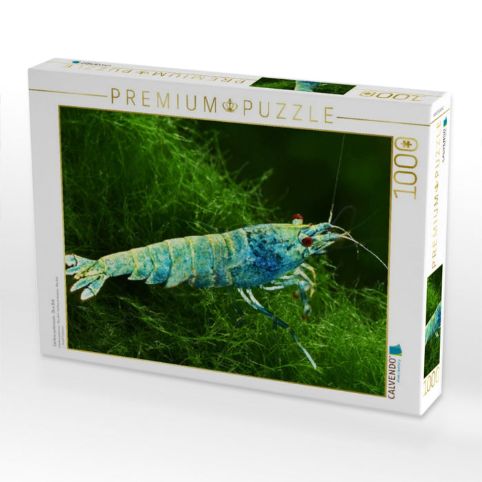 Caridina cantonensis - Blue Bolt - CALVENDO Foto-Puzzle'