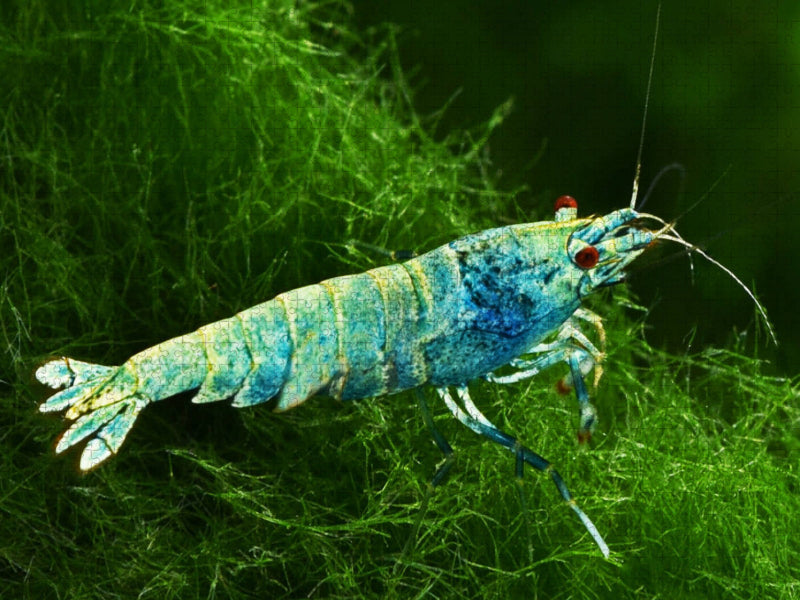 Caridina cantonensis - Blue Bolt - CALVENDO Foto-Puzzle'