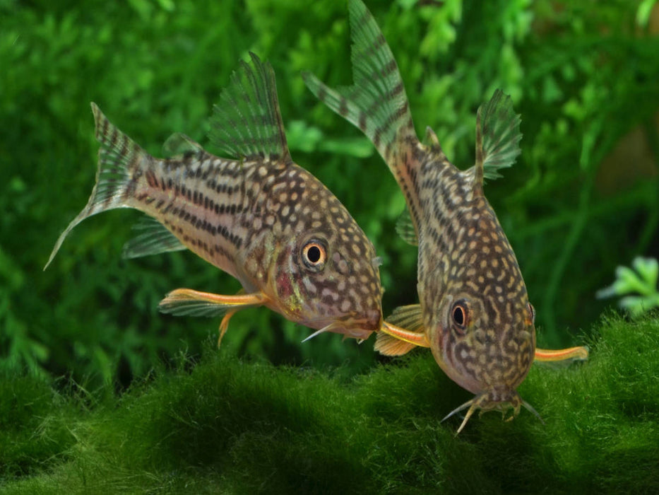 Corydoras sterbai - Gelbflossen Panzerwels - CALVENDO Foto-Puzzle'