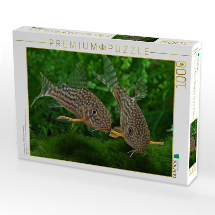 Corydoras sterbai - Gelbflossen Panzerwels - CALVENDO Foto-Puzzle'
