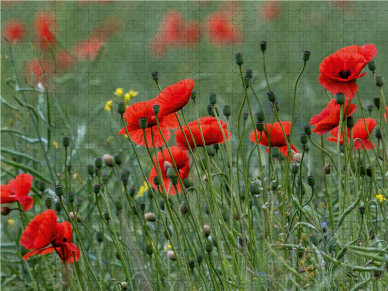 Mohnblumen – Pure Faszination in Rot 1000 Teile Puzzle quer - CALVENDO Foto-Puzzle'