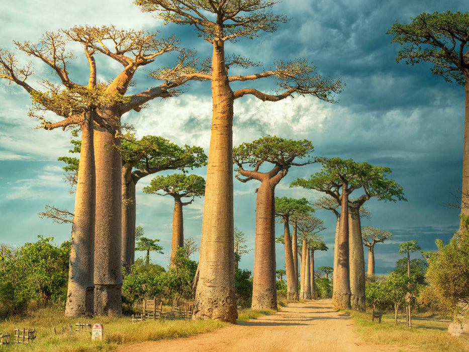Straße der Baobabs, Region Menabe - CALVENDO Foto-Puzzle'