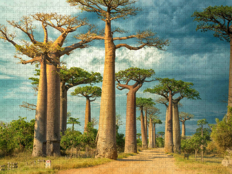 Straße der Baobabs, Region Menabe - CALVENDO Foto-Puzzle'