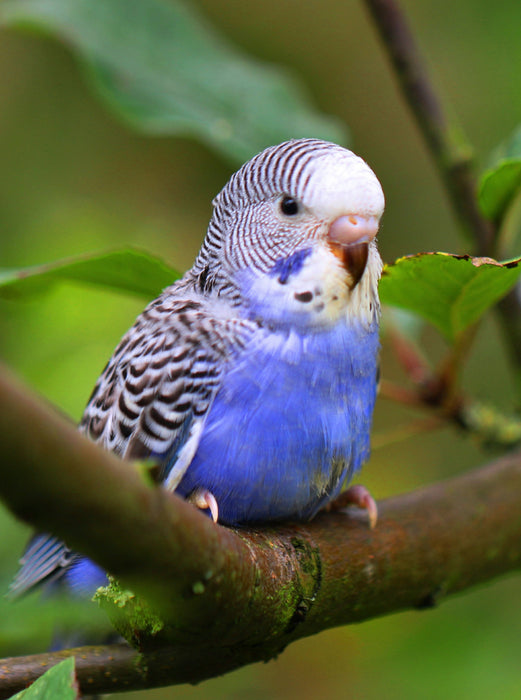 perruche violette ! - Casse-tête photo CALVENDO 