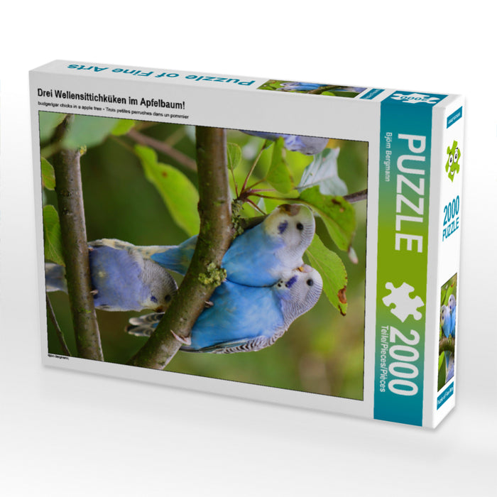 Drei Wellensittichküken im Apfelbaum! 2000 Teile Puzzle hoch - CALVENDO Foto-Puzzle'