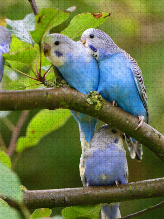 Drei Wellensittichküken im Apfelbaum! 2000 Teile Puzzle hoch - CALVENDO Foto-Puzzle'
