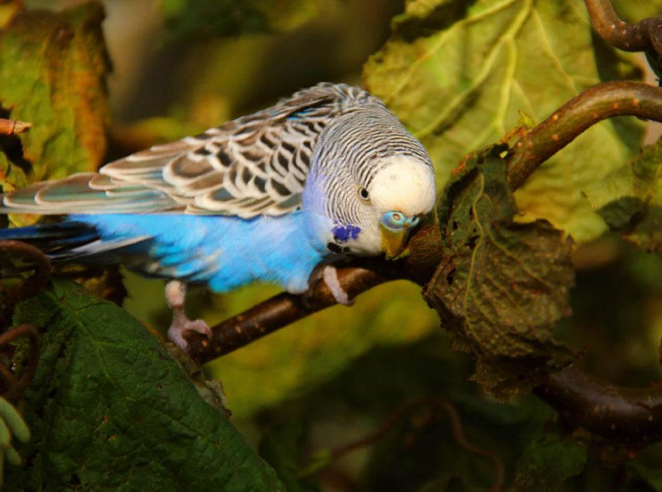 Budgerigar in the beech forest - CALVENDO photo puzzle 